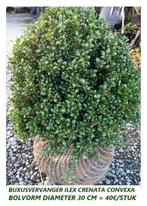 BUXUSVERVANGER ILEX CRENATA BOL-VORM DIAMETER 30 CM = 40 €, Tuin en Terras, Ophalen of Verzenden, Buxus, Struik, Minder dan 100 cm