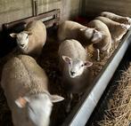 Ramlammeren, Dieren en Toebehoren, Schapen, Geiten en Varkens, Mannelijk, Schaap, 0 tot 2 jaar