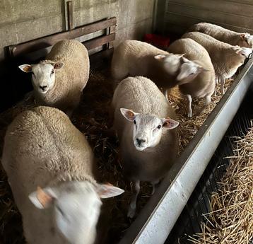Ramlammeren beschikbaar voor biedingen