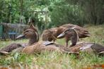 Indische loopeenden, Dieren en Toebehoren, Meerdere dieren, Eend