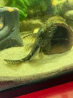 Borstelneus pleco