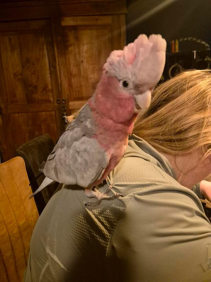 Tamme Rose kaketoe, Dieren en Toebehoren, Vogels | Parkieten en Papegaaien