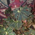 Begonia Black Fang stekjes, Ophalen