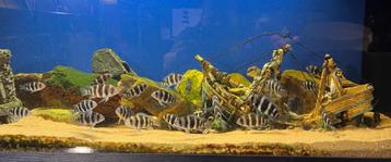 Cyphotilapia frontosa “Zaire Blue Moba” beschikbaar voor biedingen