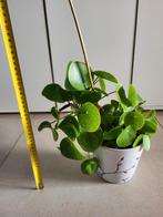 Plante à crêpes, plante d'intérieur avec pot, Maison & Meubles, Enlèvement