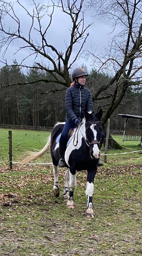 Training van koudbloeden, Dieren en Toebehoren, Paarden en Pony's | Overige Paardenspullen, Ophalen of Verzenden