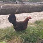 Jonge krielkip, Dieren en Toebehoren, Vrouwelijk, Kip
