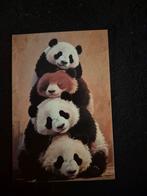 Postkaart reuzenpanda, Verzamelen, Postkaarten | Dieren, Ophalen of Verzenden
