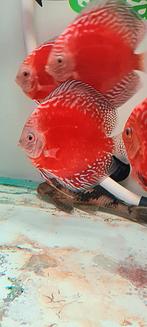 Moonstone red and moonstone fire red discus, Zoetwatervis, Schoolvis, Vis