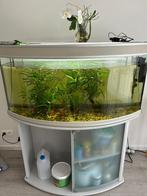 Aquarium te koop 500-600L, Animaux & Accessoires, Poissons | Aquariums & Accessoires, Enlèvement, Utilisé, Aquarium d'eau douce rempli