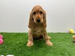 Engelse Cocker Spaniel pups, België, 8 tot 15 weken, CDV (hondenziekte), Meerdere