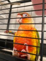 Conure eam sevre, Dieren en Toebehoren