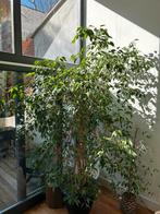 Ficus plante 2m, Maison & Meubles, Plantes d'intérieur, En pot, 200 cm ou plus, Ficus, Plein soleil