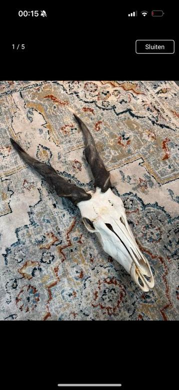 Eland antilope schedel 100cm beschikbaar voor biedingen