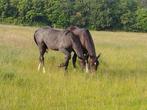 Paarden uit eigen fokkerij te koop, Springpaard, Gechipt, Zadelmak, 3 tot 6 jaar