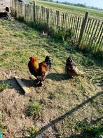 Kruising brahma en kukker kuikentjes, Dieren en Toebehoren, Pluimvee, Meerdere dieren, Kip