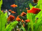 Platy Rouge, Dieren en Toebehoren