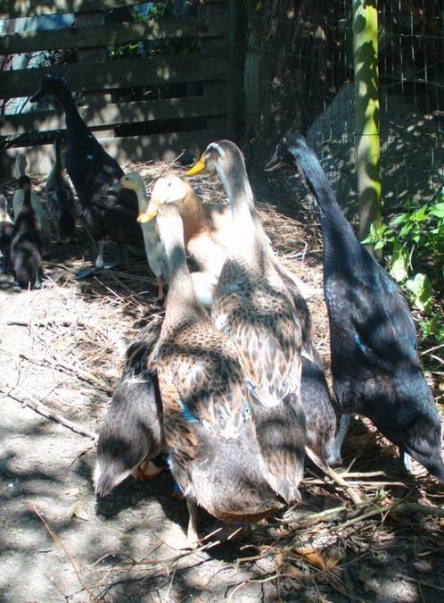 Loopeenden te koop, Dieren en Toebehoren, Pluimvee, Eend, Meerdere dieren
