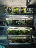 Batterie aquarium, Animaux & Accessoires, Poissons | Aquariums & Accessoires, Enlèvement, Comme neuf