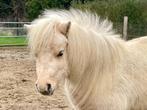 Amerikaans miniatuurpaard 3 jarige merrie AMHA BMP, Dieren en Toebehoren, Merrie, Gechipt, 3 tot 6 jaar, A pony (tot 1.17m)
