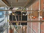 Diamant duif, Dieren en Toebehoren, Vogels | Kanaries