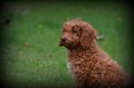 Poedel pups abrikoos, Poedel, België, Reu, CDV (hondenziekte)