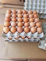 RHODE ISLAND RED  Broed eieren, Kip