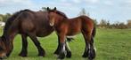 Boerenpaard veulens, Dieren en Toebehoren, Paarden