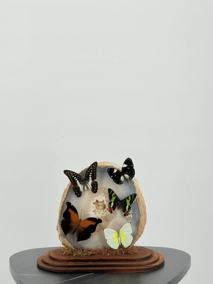 Opgezette Vlinders in Glazen Stolp - Wildernis Atelier, Verzamelen, Dierenverzamelingen