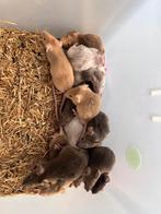 Kleur muisjes, Dieren en Toebehoren, Knaagdieren, Mannelijk, Hamster, Tam