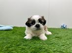 Nestje Shih Tzu pups, België, Overige rassen, CDV (hondenziekte), 8 tot 15 weken