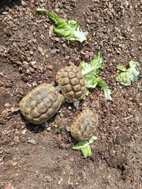 Moorse landschildpadden 2021, Dieren en Toebehoren, Reptielen en Amfibieën