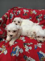 Maltezer pups, Parvovirose, Chien (mâle), Belgique, Bichon maltais