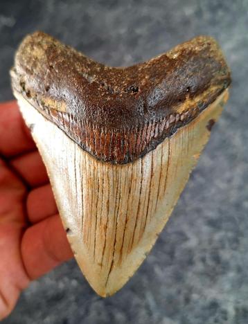 usa megalodon tand	9.2x7.3x1.4 cm beschikbaar voor biedingen