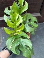 Rhaphidophora Tetrasperma Mint, Huis en Inrichting, Kamerplanten, Ophalen of Verzenden