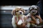 Boomer pups, België, Maltezer, CDV (hondenziekte), 8 tot 15 weken