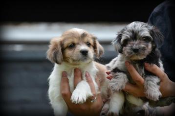 Boomer pups beschikbaar voor biedingen