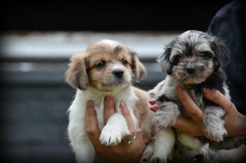 Boomer pups, Dieren en Toebehoren, Honden | Chihuahua's en Gezelschapshonden, Meerdere dieren, Maltezer, Fokker | Professioneel