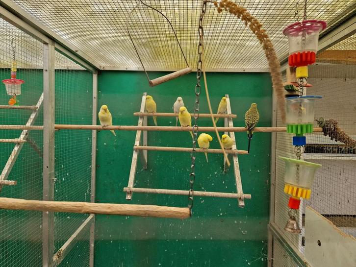 Grasparkieten, Dieren en Toebehoren, Vogels | Parkieten en Papegaaien