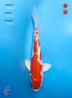 Doitsu Kikusui 25 cm, Dieren en Toebehoren, Vissen | Vijvervissen, Karper of Koi