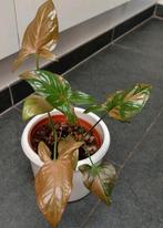 Syngonium pink splash (2 plants in pot), Huis en Inrichting, Kamerplanten, Ophalen of Verzenden