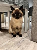 Chat race, British, plus Siham, sexe masculin, Kater