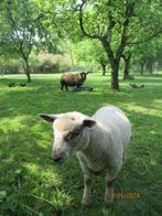 Ooi met lam, Animaux & Accessoires, Moutons, Chèvres & Cochons, Mouton, Femelle, 0 à 2 ans