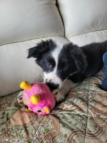 Border Collie pups groeien op in huiselijke kring, Dieren en Toebehoren, Honden | Herdershonden en Veedrijvers, België, Fokker | Hobbymatig