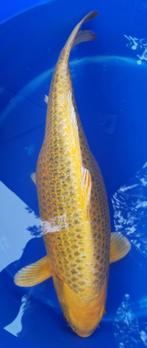 Koï japonaise Kin ki matsuba femelle., Karper of Koi