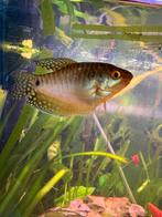 koppel gouramis, Dieren en Toebehoren, Vissen | Aquariumvissen