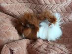 Cavia beertje, Dieren en Toebehoren, Knaagdieren, Cavia