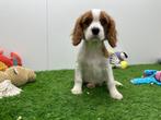 Cavalier King Charles Spaniel pups, Dieren en Toebehoren, Honden | Retrievers, Spaniëls en Waterhonden, België, 8 tot 15 weken