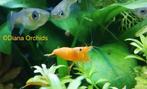 Oranje Neocaridina Garnalen * Orange Sunkist * Oudenburg, Dieren en Toebehoren