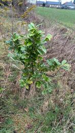 Prunus Laurocerasus, Overige soorten, Struik, Ophalen, 100 tot 250 cm